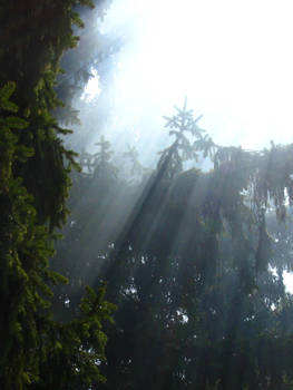 Forest Rays