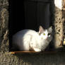 Window 2