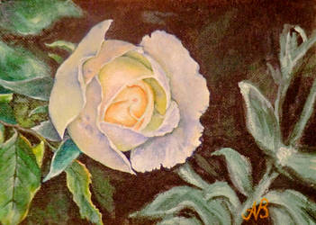 White Rose