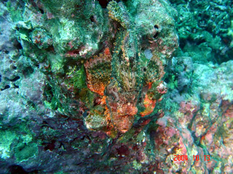 Scorpion fish