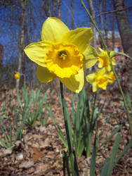 Daffodil 14