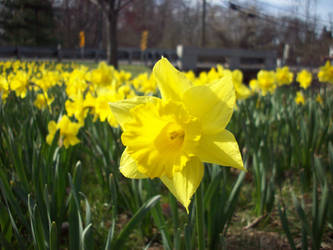 Daffodil 15