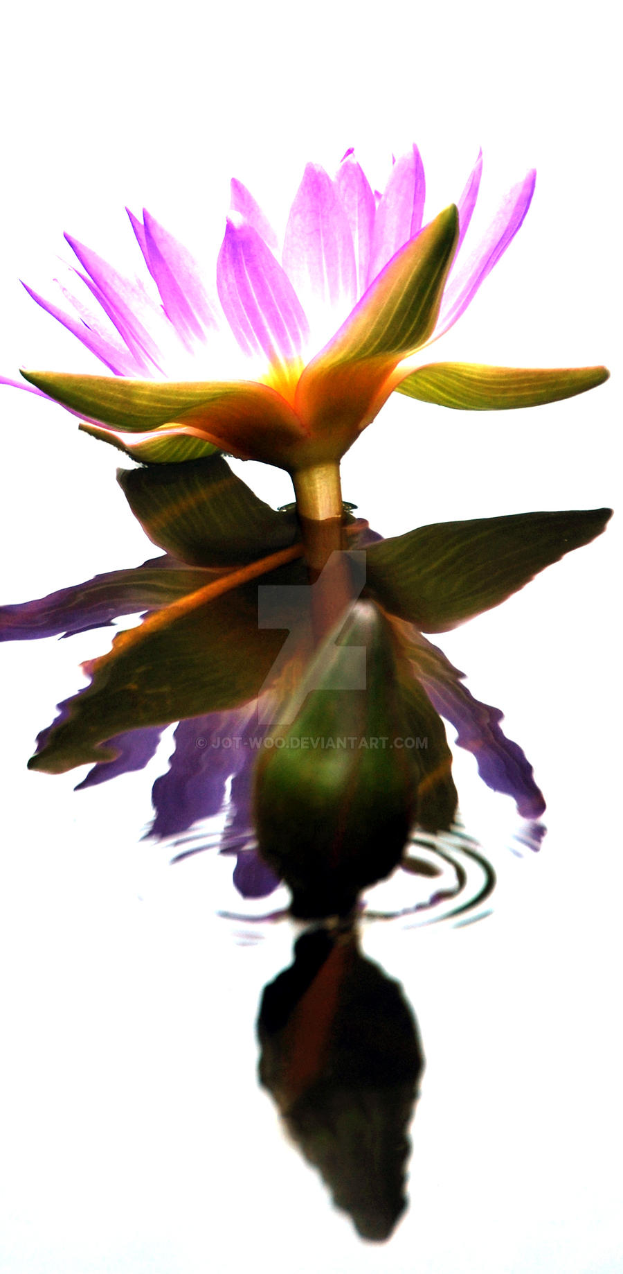 Purple Water Lily