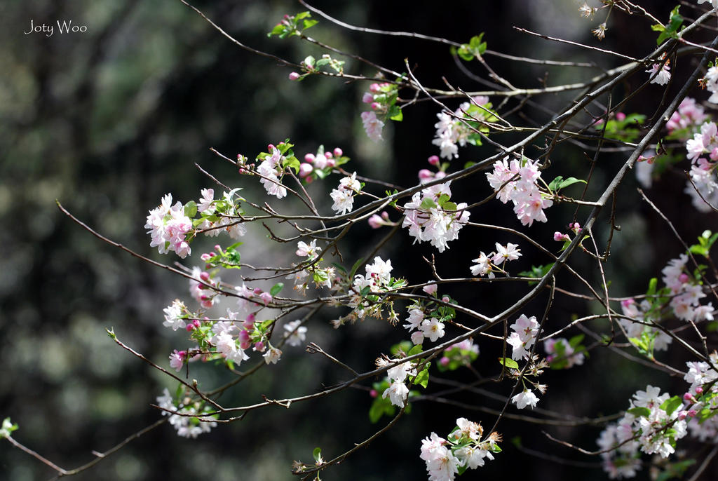 Branches of Cherry Blossoms