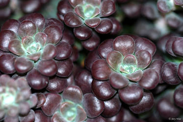 Sedum 'Purple Blob'