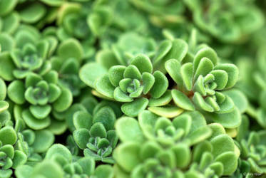 Aeonium spathulatum