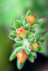 Echeveria 'Set-Oliver' flowers