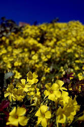 Corsican Yellow