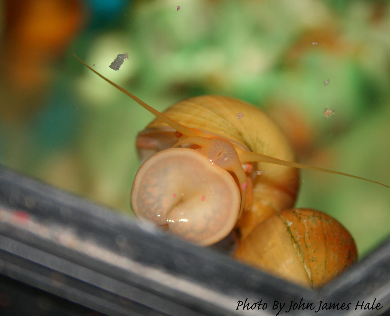 Snail Shot Snail shot by jjhale78 on DeviantArt