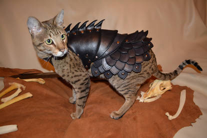 Cat Battle Armor 2