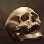 Skull  Study