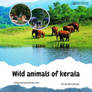 Wild Animals Of Kerala