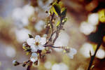 Chocolate bloom by MotyPhoto