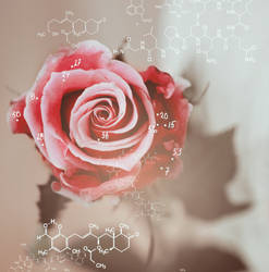 Chemistry rose