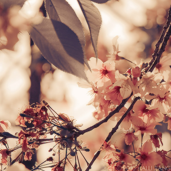 cherry blossoms