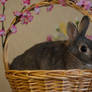 Snezhi in the Easter basket