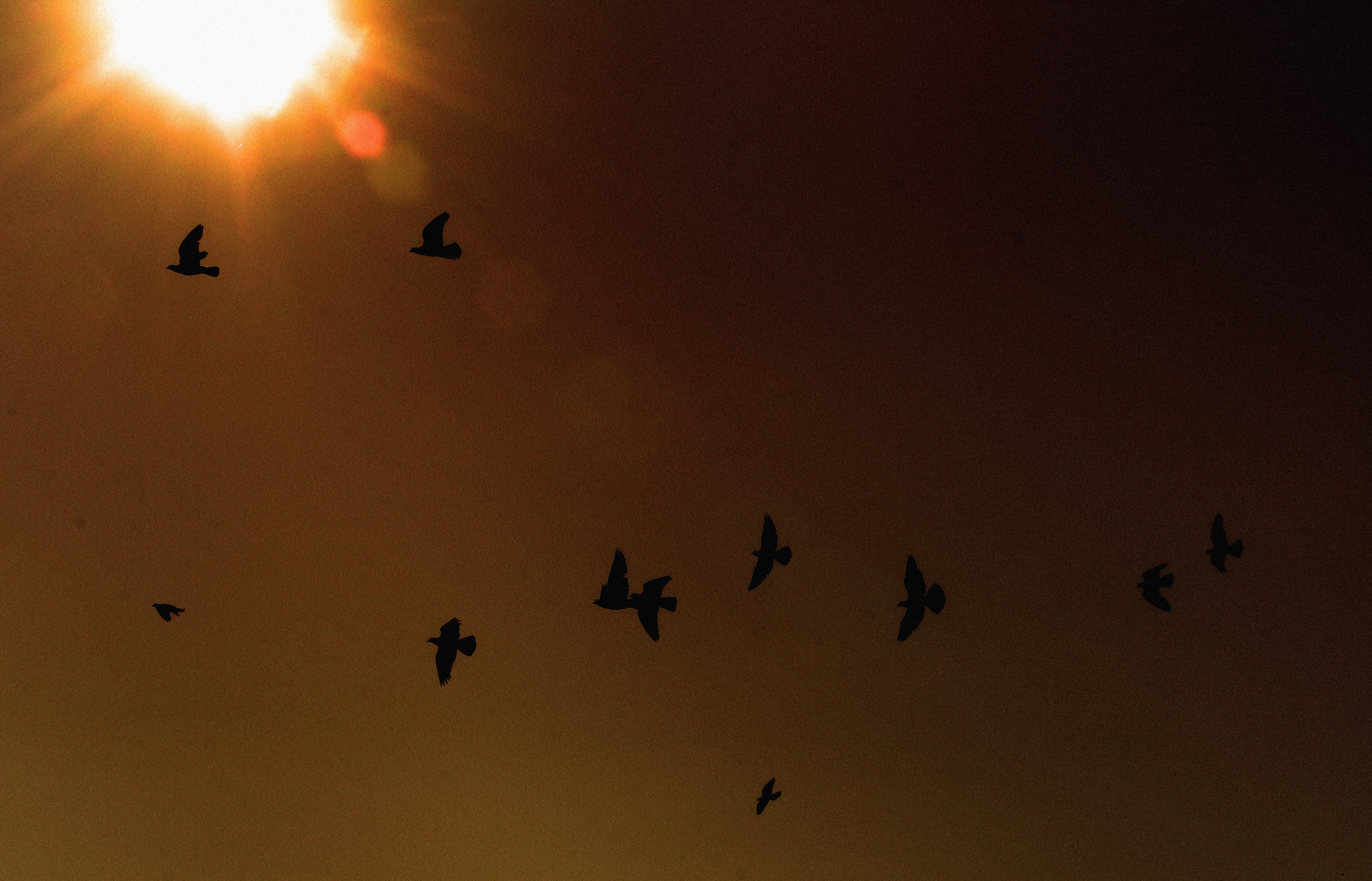 A Flock Of Seagulls