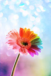 Rainbow Flower