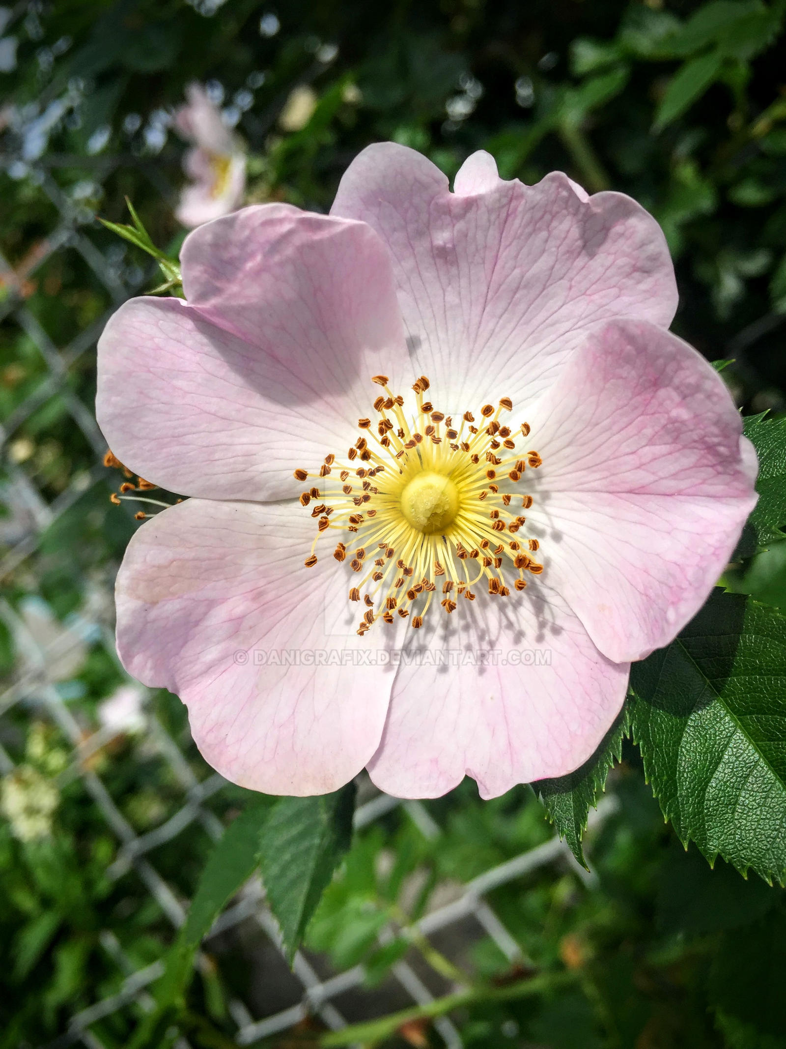 Flower/Nature