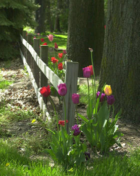 Flowers and Shadow