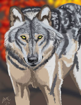 Wolfs Gaze