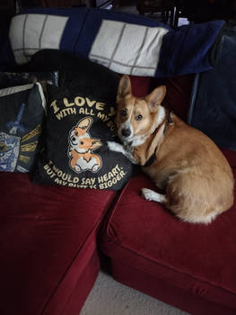 Corgi Love
