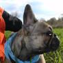 French Bulldog 'Hazel #005'