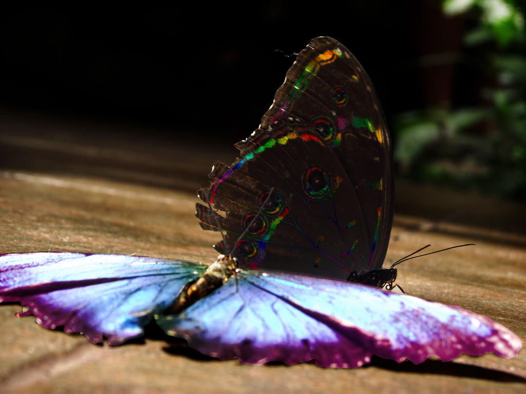 Rainbow Butterflies