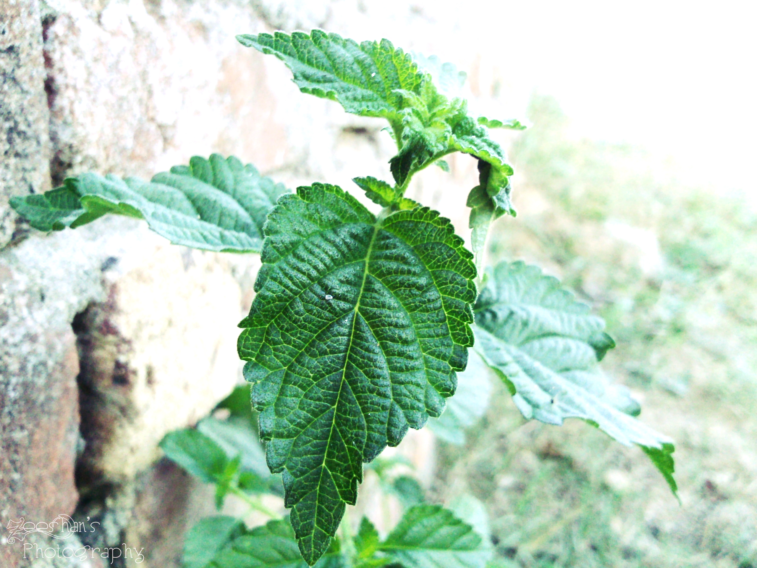 Leaves