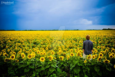 Thats a whole lotta sunflowers