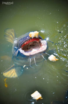 Giant Catfish