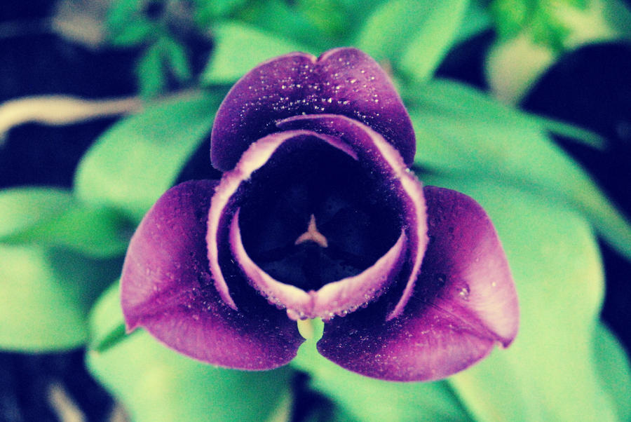 Purple Tulip 2