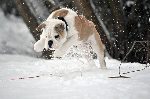 Snow hunter