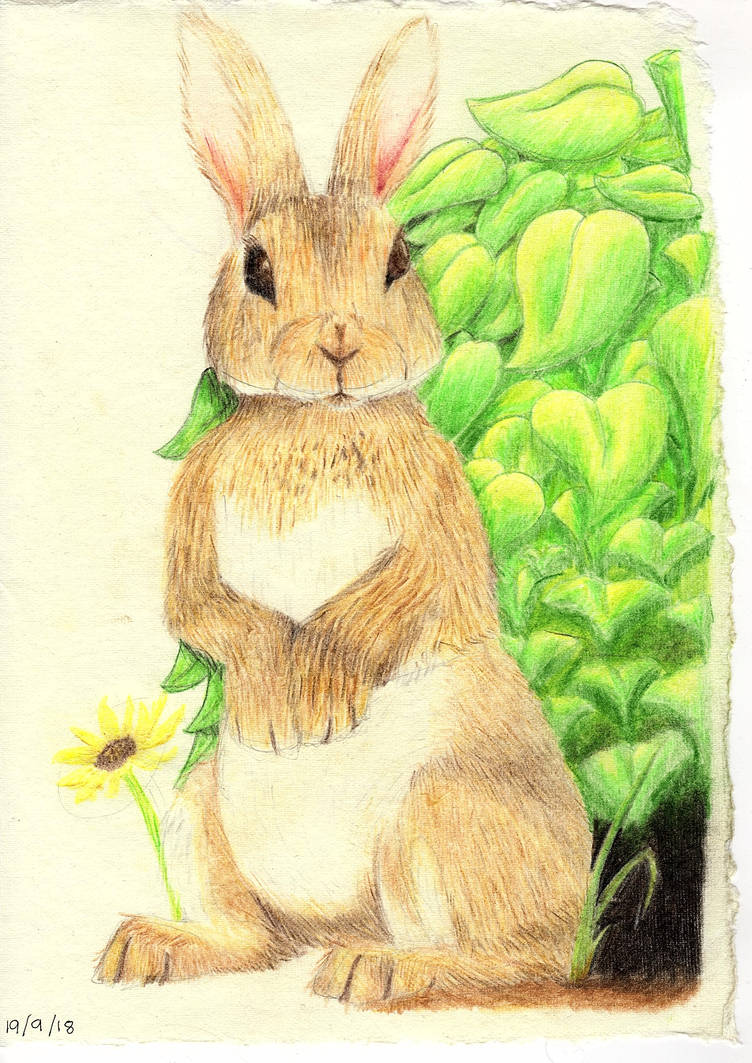 Commission for Josh: Part 3 - Rabbit by rigby413 on DeviantArt