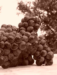 Grape Harvest 2010