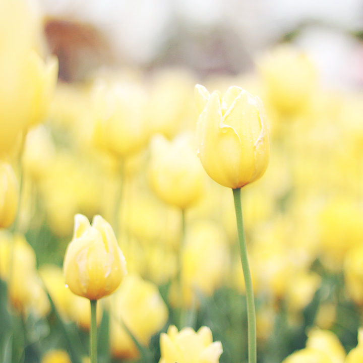 yellow petalled road