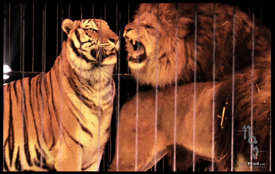 Про лев тигра. Лев против тигра. Тигр vs Лев. Львы против тигров.