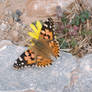 Painted Lady