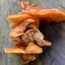 Wild Mushroom