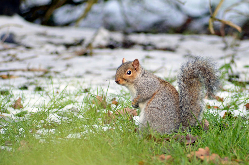 Grey Squirrel 02