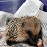 Such A Cute Little Hedgehog