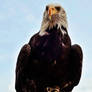 Starring Bald Eagle