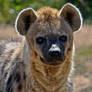 Spotted Hyena