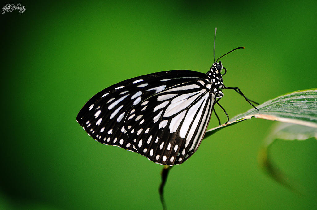 House of black and white II