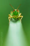 Grasshopper by Mantide