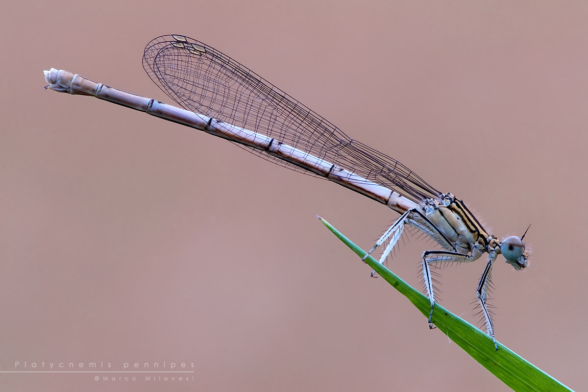 Platycnemis pennipes