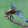 Orthetrum cancellatum