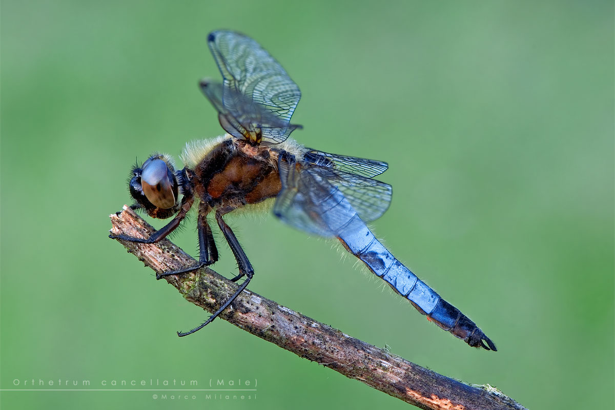 Orthetrum cancellatum