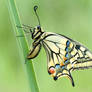 Papilio  machaon