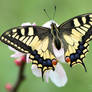 Papilio machaon